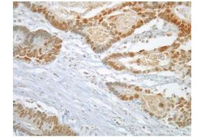 Image no. 2 for anti-MAD2 Mitotic Arrest Deficient-Like 1 (Yeast) (MAD2L1) antibody (ABIN108555)