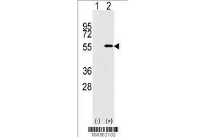 Image no. 1 for anti-Nucleoporin 50kDa (NUP50) (AA 432-461), (C-Term) antibody (ABIN388619)