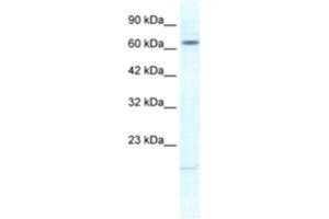 Image no. 1 for anti-Potassium Voltage-Gated Channel, Subfamily H (Eag-Related), Member 6 (KCNH6) antibody (ABIN2461136)