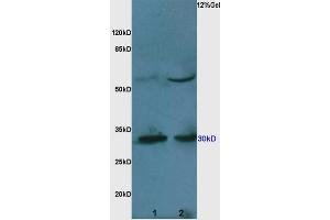 Image no. 4 for anti-Caspase 3 (CASP3) (AA 11-120) antibody (ABIN747728)