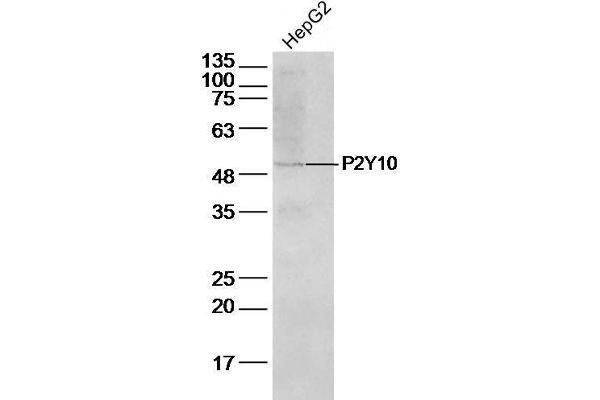 anti-Purinergic Receptor P2Y, G-Protein Coupled, 10 (P2RY10) (AA 151-250) antibody