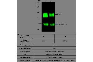 Image no. 2 for anti-CD97 (CD97) (AA 1-398) antibody (ABIN1998653)