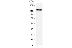 Image no. 3 for anti-Cadherin 2 (CDH2) (AA 701-714) antibody (ABIN3030245)
