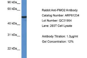 Image no. 1 for anti-Flavin Containing Monooxygenase 2 (Non-Functional) (FMO2) (N-Term) antibody (ABIN2788732)