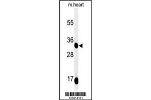 Western Blotting (WB) image for anti-Coenzyme Q9 Homolog (COQ9) antibody (ABIN2158331)
