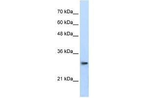 Image no. 1 for anti-Proteasome Subunit alpha Type 1 (PSMA1) antibody (ABIN633331)