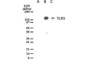 Image no. 2 for anti-Toll-Like Receptor 3 (TLR3) (AA 55-70) antibody (ABIN208035)