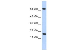 Image no. 1 for anti-Chromosome 4 Open Reading Fram 46 (C4orf46) (Middle Region) antibody (ABIN631933)