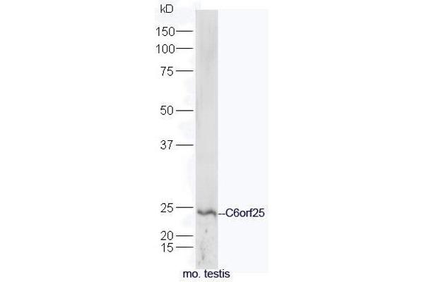 C6orf25 Antikörper  (AA 1-100)