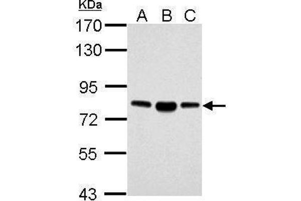 ACSL4 anticorps  (C-Term)