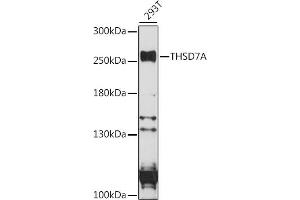 THSD7A antibody  (AA 48-350)