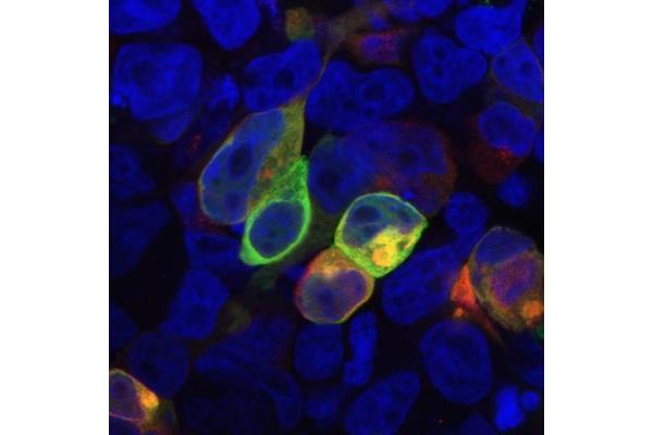 PRR7 antibody  (AA 126-253)