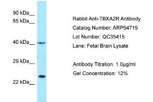 Image no. 1 for anti-Thromboxane A2 Receptor (TBXA2R) (N-Term) antibody (ABIN2789936)