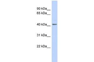 Image no. 1 for anti-Kruppel-Like Factor 1 (erythroid) (KLF1) (N-Term) antibody (ABIN2777608)