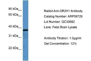 OR2H1 antibody (ABIN2788180)