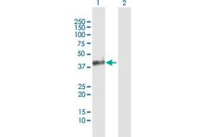 Western Blot analysis of OLIG2 expression in transfected 293T cell line by OLIG2 MaxPab polyclonal antibody.