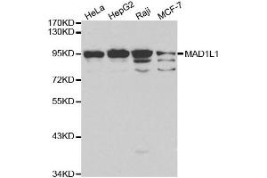 Image no. 5 for anti-MAD1 Mitotic Arrest Deficient-Like 1 (MAD1L1) antibody (ABIN3021566)