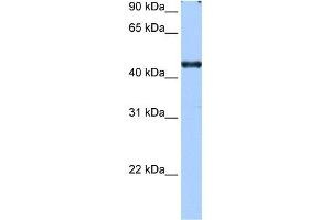 Image no. 1 for anti-RNA Binding Motif Protein 42 (RBM42) (C-Term) antibody (ABIN633539)