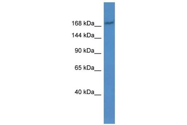 anti-ATP-Binding Cassette, Sub-Family C (CFTR/MRP), Member 2 (ABCC2) (Middle Region) antibody