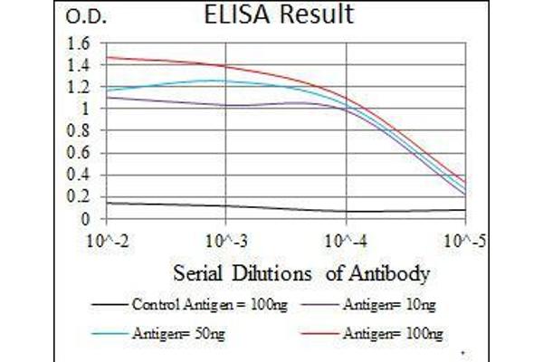 anti-Signal Transducer and Activator of Transcription 5A (STAT5A) (AA 583-794) antibody