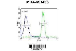 Image no. 3 for anti-Coiled-Coil Domain Containing 101 (CCDC101) (AA 179-208), (C-Term) antibody (ABIN651333)