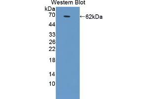 Image no. 1 for anti-Glutamate Receptor, Ionotropic, AMPA 2 (GRIA2) (AA 25-543) antibody (ABIN1868258)