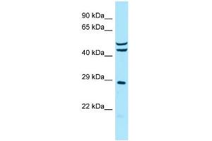 Image no. 1 for anti-Mitochondrial Ribosomal Protein S7 (MRPS7) (C-Term) antibody (ABIN2790819)