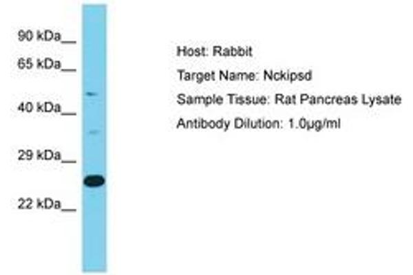 NCKIPSD antibody  (AA 362-411)