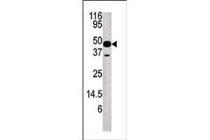 Image no. 1 for anti-Nucleoporin 54kDa (NUP54) (AA 211-243) antibody (ABIN388632)
