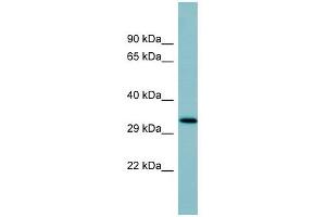 Image no. 1 for anti-Surfactant Protein D (SFTPD) (Middle Region) antibody (ABIN634484)