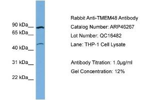 Image no. 1 for anti-Transmembrane Protein 48 (TMEM48) (Middle Region) antibody (ABIN2782564)