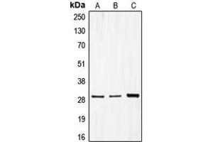 Image no. 3 for anti-Cell Division Cycle Associated 3 (CDCA3) (C-Term) antibody (ABIN2704625)