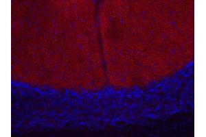 Indirect immunostaining of PFA fixed mouse cerebellum section (dilution 1 : 200; red).