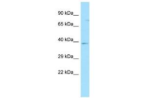 WB Suggested Anti-GPR35 Antibody Titration: 1.