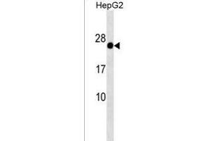 GAGE12F/GAGE12G/GAGE12I Antibody (N-term) (ABIN1538896 and ABIN2850520) western blot analysis in HepG2 cell line lysates (35 μg/lane).