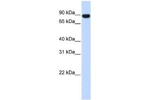 Image no. 1 for anti-A Kinase (PRKA) Anchor Protein 8 (AKAP8) (Middle Region) antibody (ABIN927323)