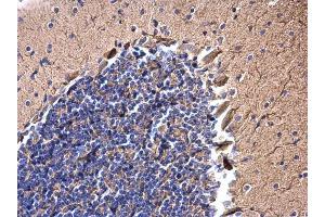 IHC-P Image JIP1 antibody detects JIP1 protein at cytoplasm on mouse brain by immunohistochemical analysis.