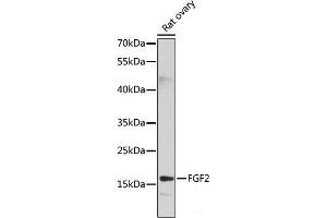 FGF2 antibody
