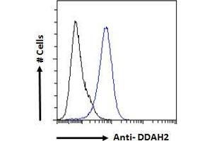 Image no. 3 for anti-Dimethylarginine Dimethylaminohydrolase 2 (DDAH2) (C-Term) antibody (ABIN184668)