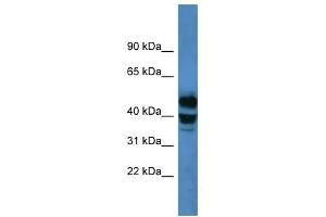 Image no. 1 for anti-Cytochrome P450, Family 21, Subfamily A, Polypeptide 2 (CYP21A2) (C-Term) antibody (ABIN929454)