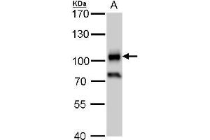 Image no. 1 for anti-CD19 Molecule (CD19) (Center) antibody (ABIN2855077)