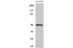 Image no. 1 for anti-serine/threonine Kinase 24 (STK24) (C-Term) antibody (ABIN3185699)