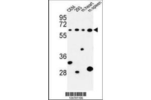 Image no. 1 for anti-Phospholipase C zeta 1 (PLCz1) (AA 26-54), (N-Term) antibody (ABIN653372)