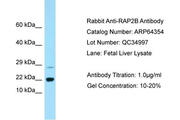 anti-RAP2B, Member of RAS Oncogene Family (RAP2B) (C-Term) antibody