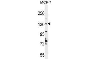 Image no. 2 for anti-UPF2 Regulator of Nonsense Transcripts 2 (UPF2) (AA 633-660), (Middle Region) antibody (ABIN955462)