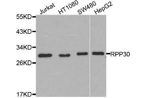 Image no. 2 for anti-Ribonuclease P/MRP 30kDa Subunit (RPP30) antibody (ABIN6147181)