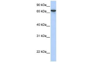 Image no. 1 for anti-Abhydrolase Domain Containing 16A (ABHD16A) (N-Term) antibody (ABIN635476)