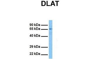 Image no. 1 for anti-Dihydrolipoyl Transacetylase (DLAT) (N-Term) antibody (ABIN2777101)