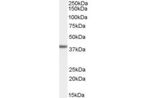 Image no. 1 for anti-ADP-Ribosylation Factor-Like 9 (ARL9) (C-Term) antibody (ABIN2789237)