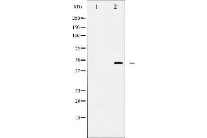 Image no. 7 for anti-Jun Proto-Oncogene (JUN) (pThr239) antibody (ABIN6255640)